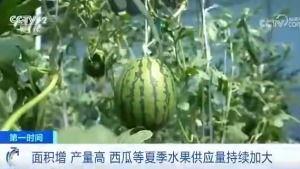 吃瓜群众属于社会类属,解码社会现象中的围观力量