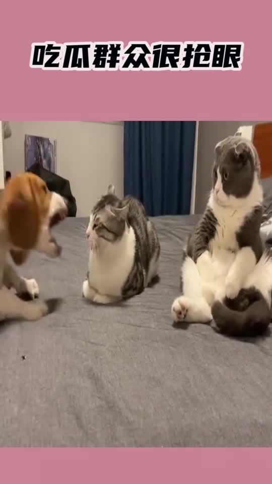 吃瓜群众秀胖猫图片