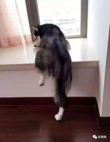 二哈吃瓜群众皱眉,揭秘网络热议背后的真相