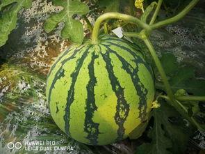 千万不要心动吃瓜群众,做理智吃瓜群众