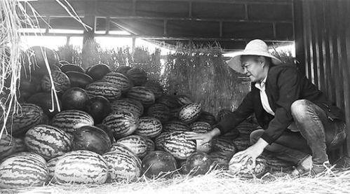 诸暨 吃瓜群众事件始末,一场网络舆论的风波与反思