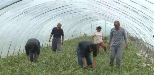宿迁吃瓜群众事件,网络舆论的风暴与反思