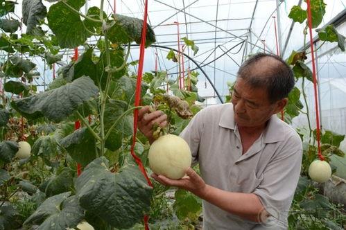 哈密瓜采摘吃瓜群众