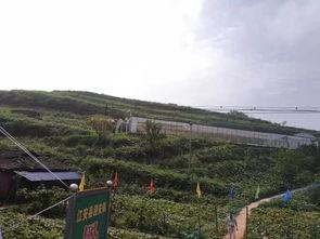 井陉吃瓜群众事件