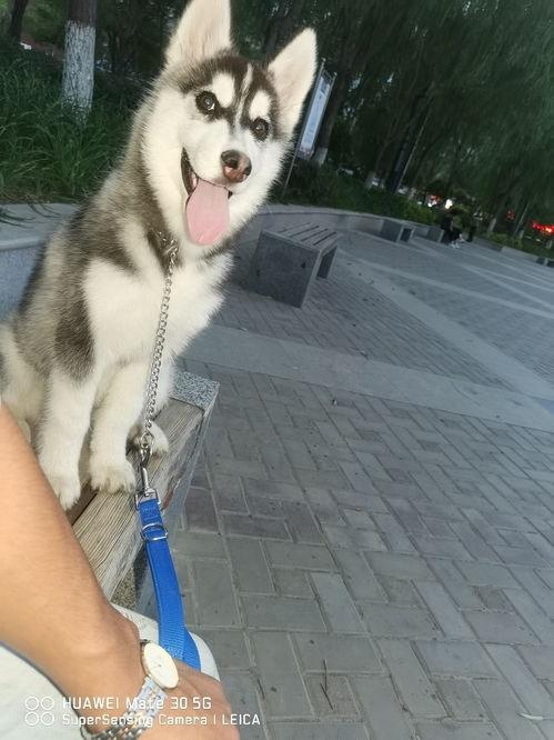 二哈菜狗看吃瓜群众,揭秘吃瓜群众的狂欢盛宴