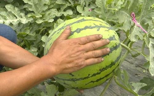 盛泽吃瓜群众,吃瓜群众的热议焦点